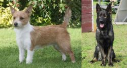 Portuguese Podengo vs East German Shepherd - Breed Comparison