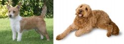 Portuguese Podengo vs Golden Doodle - Breed Comparison