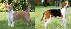Portuguese Podengo vs Grand Anglo-Francais Tricolore - Breed Comparison