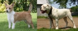 Portuguese Podengo vs Hermes Bulldogge - Breed Comparison