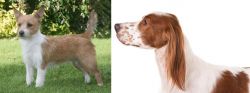 Portuguese Podengo vs Irish Red and White Setter - Breed Comparison
