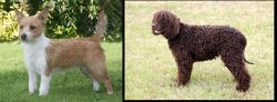 Portuguese Podengo vs Irish Water Spaniel - Breed Comparison