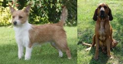 Portuguese Podengo vs Majestic Tree Hound - Breed Comparison