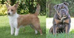 Portuguese Podengo vs Olde English Bulldogge - Breed Comparison