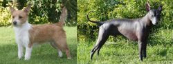 Portuguese Podengo vs Peruvian Hairless - Breed Comparison