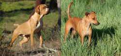Portuguese Pointer vs Africanis - Breed Comparison