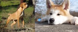 Portuguese Pointer vs Akita - Breed Comparison