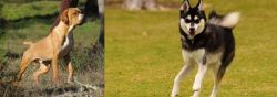 Portuguese Pointer vs Alaskan Klee Kai - Breed Comparison