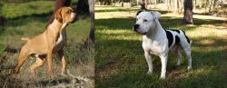 Portuguese Pointer vs American Bulldog - Breed Comparison