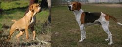 Portuguese Pointer vs Anglo-Francais de Petite Venerie - Breed Comparison