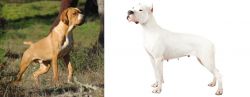 Portuguese Pointer vs Argentine Dogo - Breed Comparison