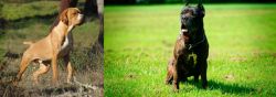 Portuguese Pointer vs Bandog - Breed Comparison
