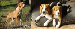 Portuguese Pointer vs Beagle - Breed Comparison