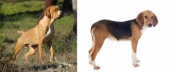 Portuguese Pointer vs Beagle-Harrier - Breed Comparison