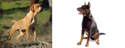 Portuguese Pointer vs Beauceron - Breed Comparison