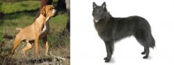 Portuguese Pointer vs Belgian Shepherd - Breed Comparison
