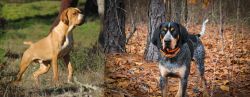 Portuguese Pointer vs Bluetick Coonhound - Breed Comparison