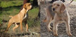 Portuguese Pointer vs Bosnian Coarse-Haired Hound - Breed Comparison