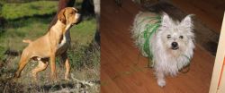 Portuguese Pointer vs Cairland Terrier - Breed Comparison