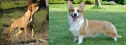 Portuguese Pointer vs Cardigan Welsh Corgi - Breed Comparison