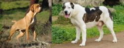Portuguese Pointer vs Central Asian Shepherd - Breed Comparison