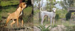 Portuguese Pointer vs Chippiparai - Breed Comparison