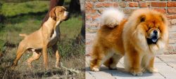 Portuguese Pointer vs Chow Chow - Breed Comparison