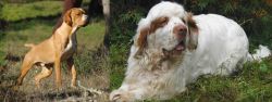 Portuguese Pointer vs Clumber Spaniel - Breed Comparison