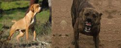 Portuguese Pointer vs Dogo Sardesco - Breed Comparison