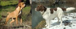 Portuguese Pointer vs Drentse Patrijshond - Breed Comparison