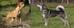 Portuguese Pointer vs East Siberian Laika - Breed Comparison
