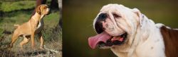 Portuguese Pointer vs English Bulldog - Breed Comparison