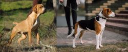Portuguese Pointer vs Estonian Hound - Breed Comparison