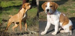 Portuguese Pointer vs Francais Blanc et Orange - Breed Comparison