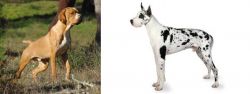 Portuguese Pointer vs Great Dane - Breed Comparison