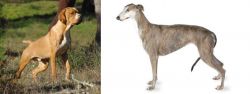 Portuguese Pointer vs Greyhound - Breed Comparison