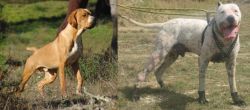 Portuguese Pointer vs Gull Dong - Breed Comparison