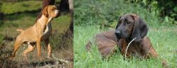 Portuguese Pointer vs Hanover Hound - Breed Comparison