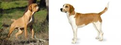 Portuguese Pointer vs Harrier - Breed Comparison
