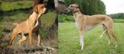 Portuguese Pointer vs Hortaya Borzaya - Breed Comparison