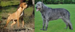 Portuguese Pointer vs Irish Wolfhound - Breed Comparison