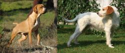 Portuguese Pointer vs Istarski Ostrodlaki Gonic - Breed Comparison