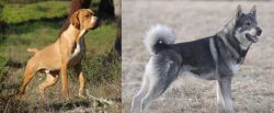 Portuguese Pointer vs Jamthund - Breed Comparison