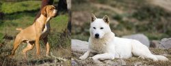 Portuguese Pointer vs Jindo - Breed Comparison