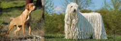 Portuguese Pointer vs Komondor - Breed Comparison