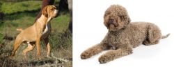 Portuguese Pointer vs Lagotto Romagnolo - Breed Comparison