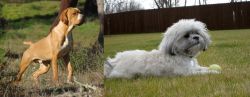 Portuguese Pointer vs Mal-Shi - Breed Comparison