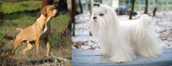 Portuguese Pointer vs Maltese - Breed Comparison