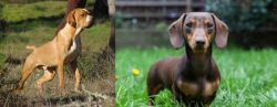 Portuguese Pointer vs Miniature Dachshund - Breed Comparison