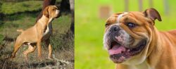 Portuguese Pointer vs Miniature English Bulldog - Breed Comparison